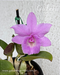 Cattleya Aurora's Walkaori