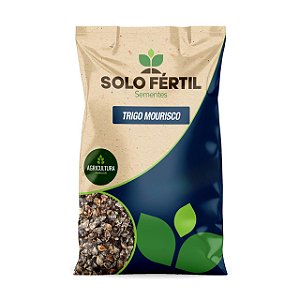 SEMENTES DE TRIGO MOURISCO (SARACENO)