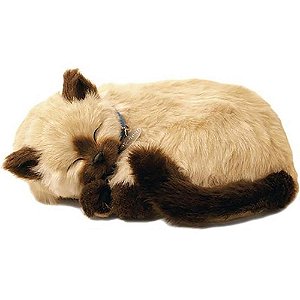 Perfect PETZZZ Filhote Gato Siames Caramelo