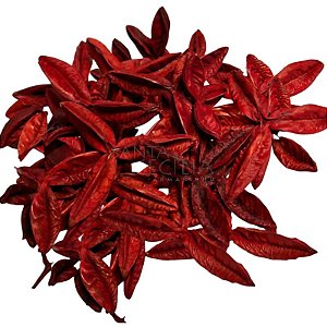 Fruto Estrela Desidratado 50gr
