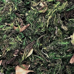 Musgo Chileno 22g