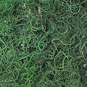 Musgo Barba da Serra Verde 30g