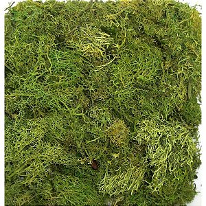 Musgo Fofão 40g