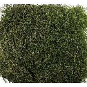 Musgo Barba de Velho 24g