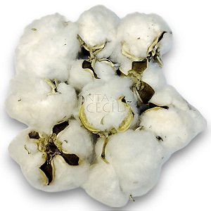 Flor de Algodão - 50g