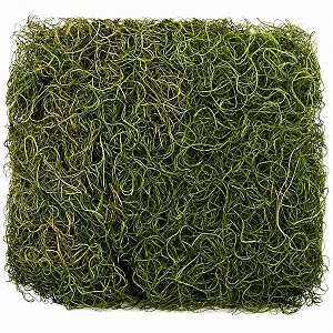 Kit Musgo Barba de Velho 24g 10 unid.