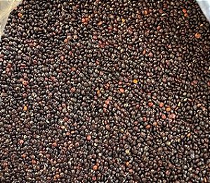 Quinoa Negra