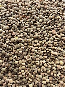 Lentilha Canadense