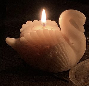 Cisne Selvagem (branco)