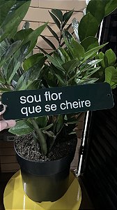 placa SOU FLOR QUE SE CHEIRE