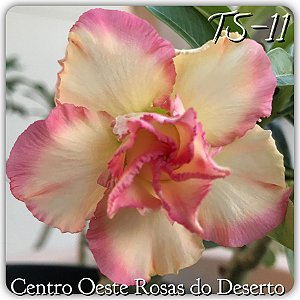 Rosa do Deserto Enxerto TS-011