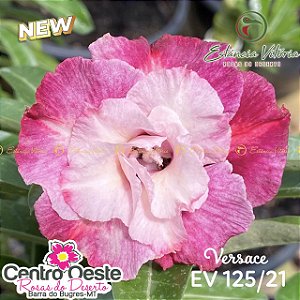 Rosa do Deserto Enxerto - EV-125 Versace