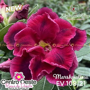 Rosa do Deserto Enxerto EV-108 Marshmallow