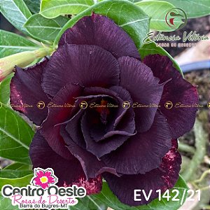 Rosa do Deserto Enxerto EV-142