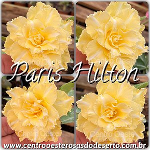 Rosa do Deserto Enxerto - Paris Hilton