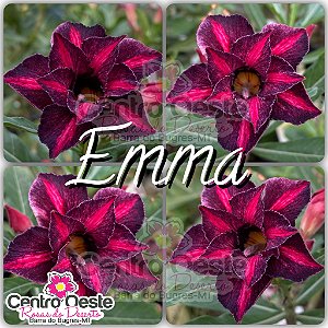 Rosa do Deserto Enxerto - EMMA (RC182)