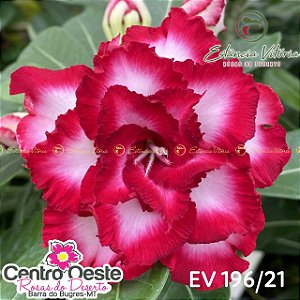 Rosa do Deserto Enxerto - EV-196