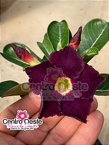 Rosa do Deserto - Sementeira Planta 0004/22