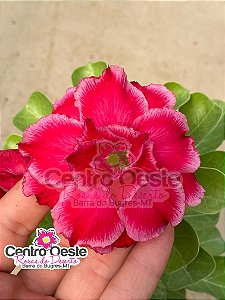 Rosa do Deserto - Sementeira Planta 0007/22