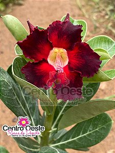 Rosa do Deserto - Sementeira Planta 0009/22