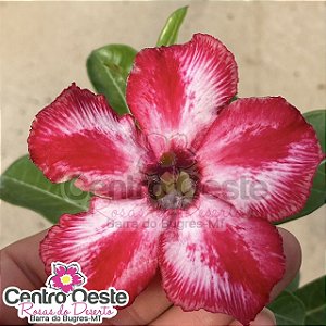 Rosa do Deserto - Sementeira Planta 0010/22