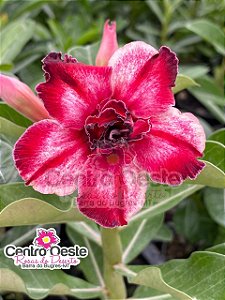 Rosa do Deserto - Sementeira Planta 0012/22