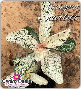 Rosa do Deserto Enxerto - Variegata Scarlett