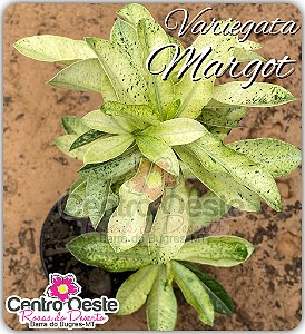 Rosa do Deserto Enxerto - Variegata Margot