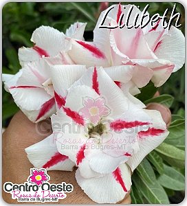 Rosa do Deserto Enxerto - Lilibeth (Pequena)