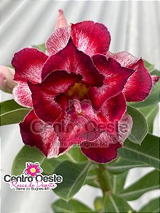 Rosa do Deserto - Sementeira Planta 0020/22
