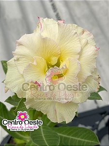 Rosa do Deserto - Sementeira Planta 0022/22