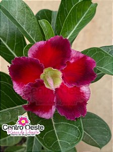 Rosa do Deserto - Sementeira Planta 0025/22