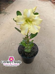 Rosa do Deserto - Sementeira Planta 0026/22