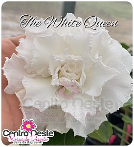 Rosa do Deserto Enxerto - The White Queen (Pequena)