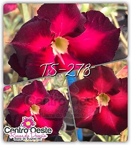 Rosa do Deserto Enxerto TS-278