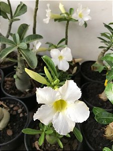 Rosa do Deserto Muda de Semente - Branca Flor Simples