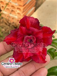 Rosa do Deserto - Sementeira Planta 0029/22