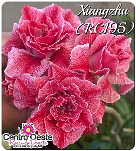 Rosa do Deserto Muda de Enxerto - Xiangzhu RC195