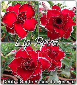 Rosa do Deserto Muda de Enxerto - Lip Print RC184