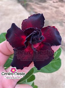 Rosa do Deserto - Sementeira Planta 0032/22