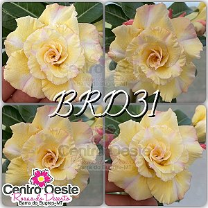 Rosa do Deserto Enxerto - BRD31
