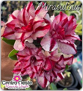 Rosa do Deserto Enxerto - Miraculous (PEQUENA)
