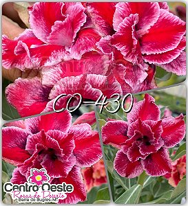 Rosa do Deserto Enxerto - CO-430