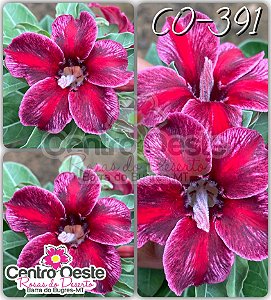 Rosa do Deserto Enxerto - CO-391 (PEQUENA)