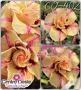 Rosa do Deserto Enxerto - CO-402