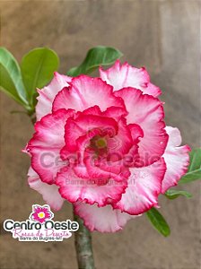 Rosa do Deserto - Sementeira Planta 0039/22