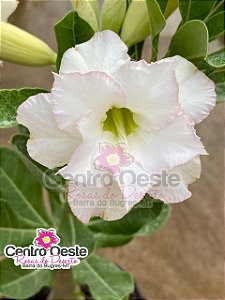 Rosa do Deserto - Sementeira Planta 0049/22
