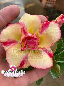 Rosa do Deserto - Sementeira Planta 0052/22