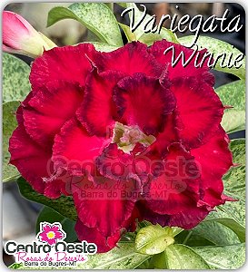 Rosa do Deserto Enxerto - Variegata Winnie