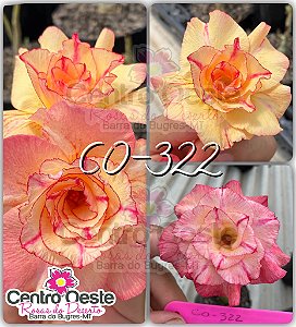 Rosa do Deserto Enxerto - CO-322